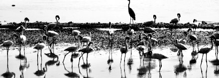 Lake Manyara National Park