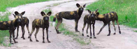 Mkomazi National Park