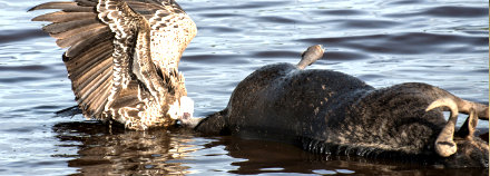 Ugalla River National Park